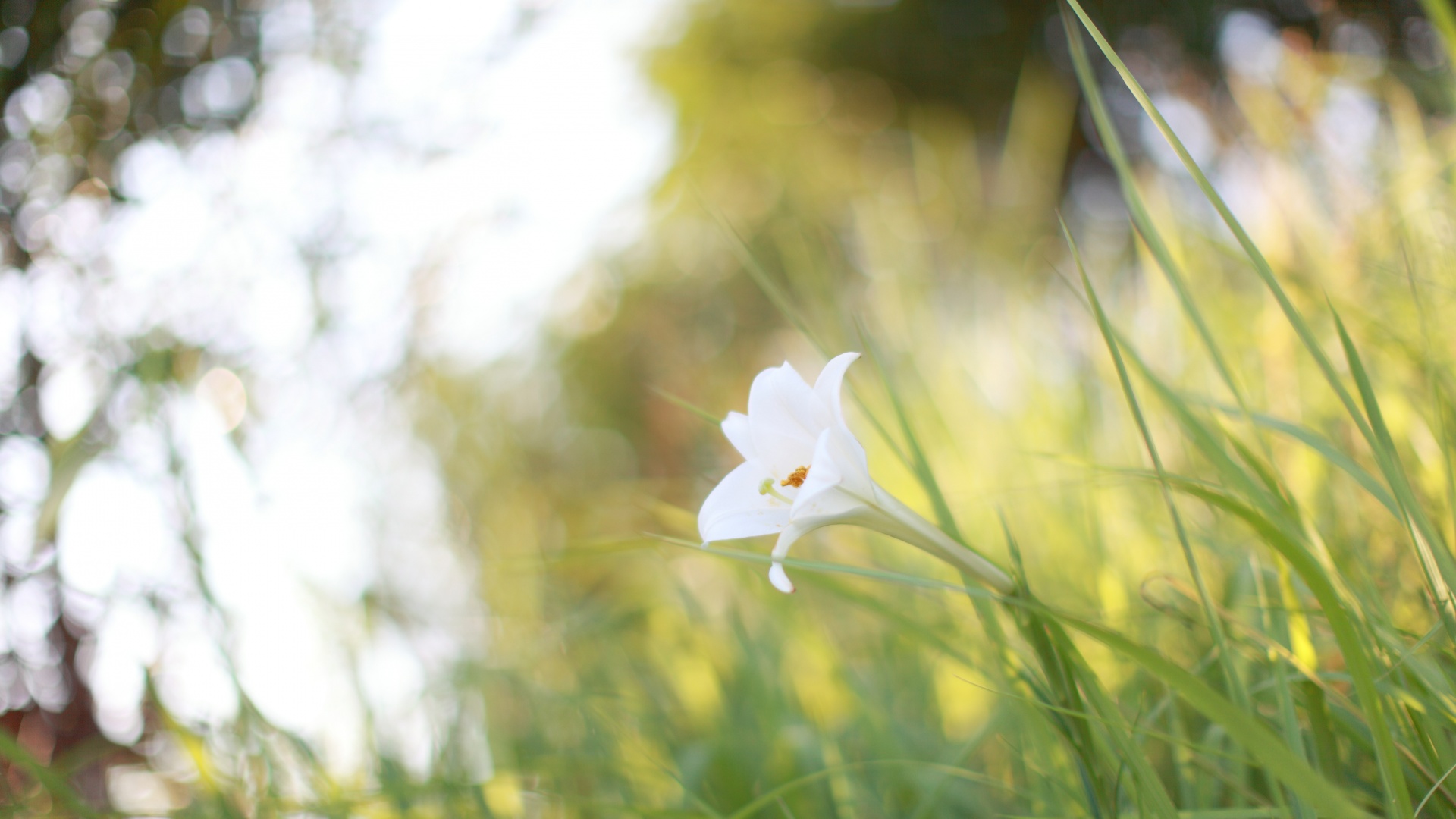Цветок затерявшийся в траве обои