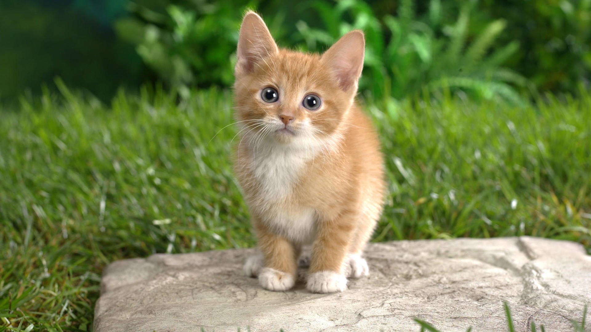 Котенок в саду обои