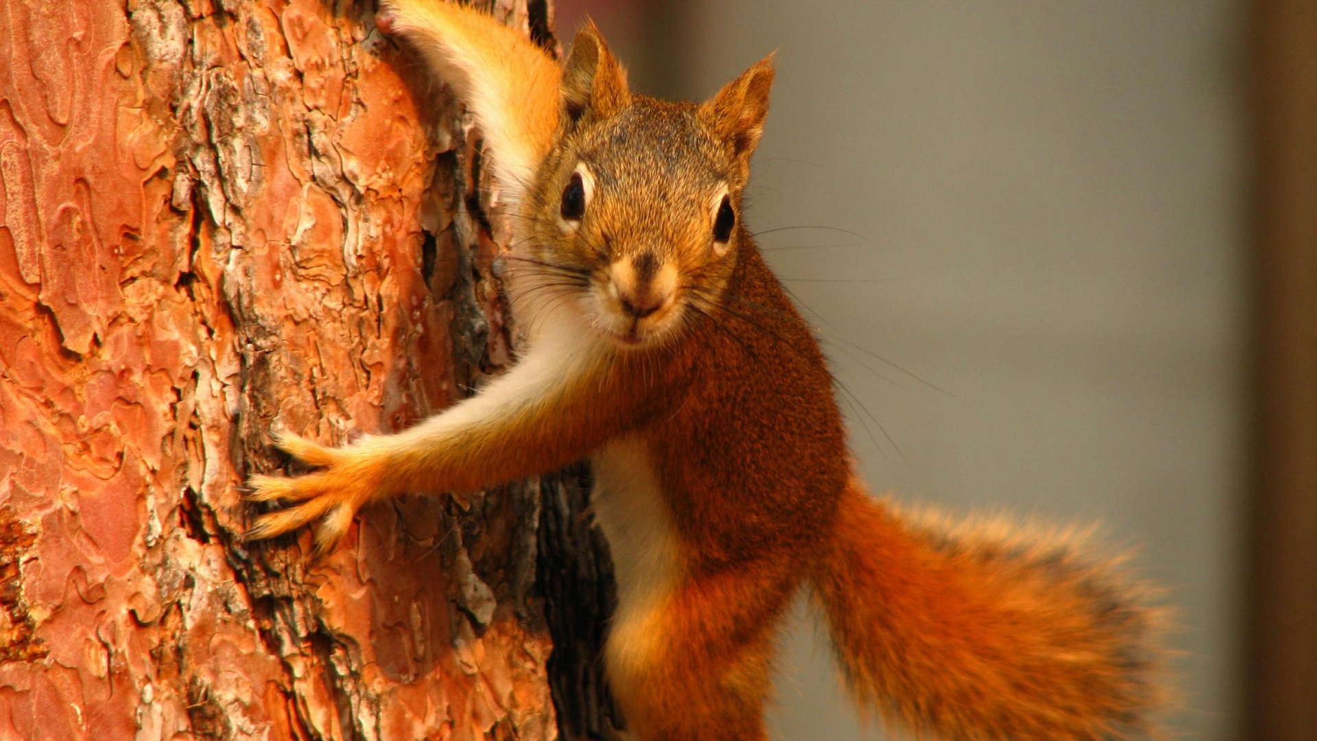 Белка на дереве обои