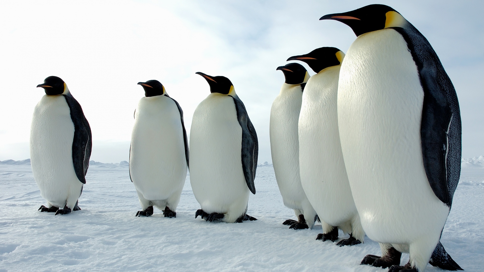 Слет пингвинов обои