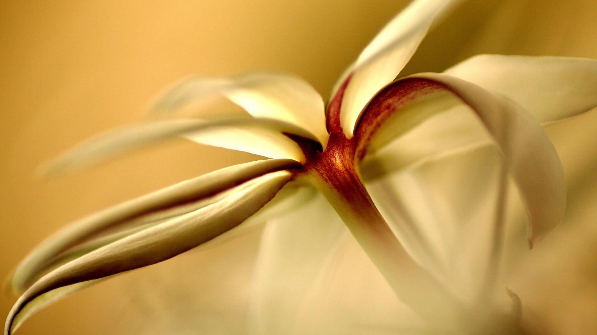 Цветок обои