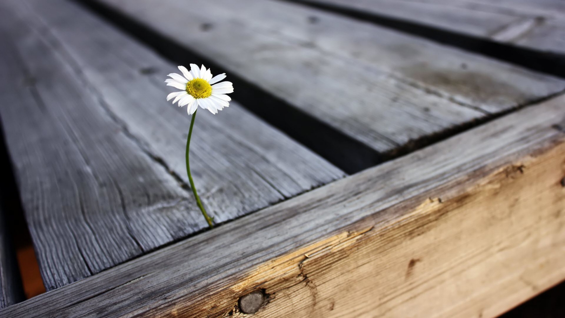 Жизнь среди смерти обои