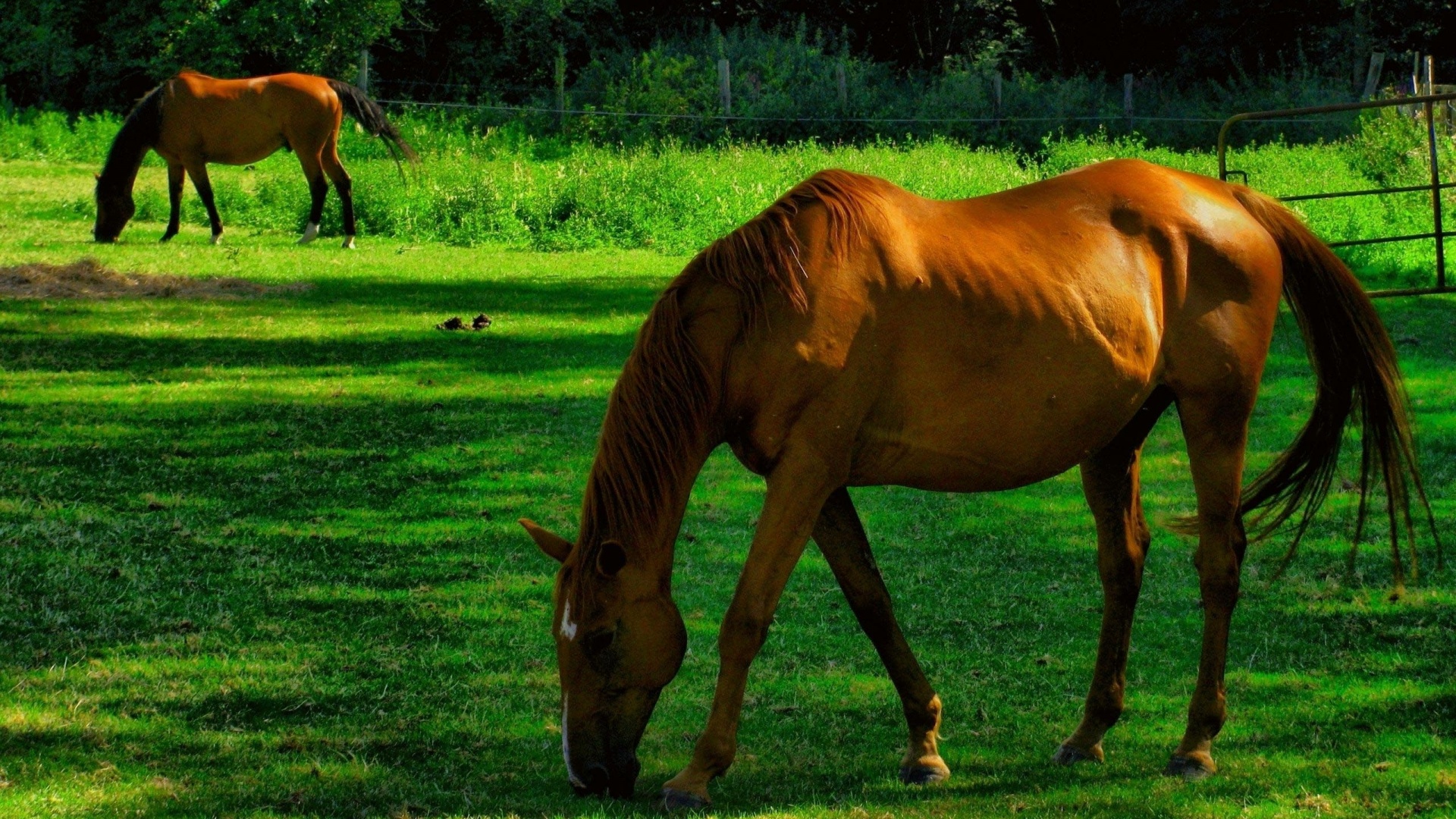 Лошади обои