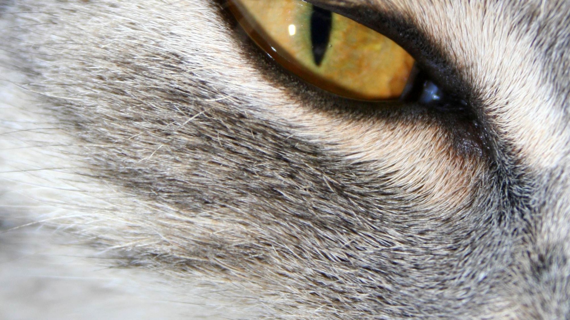 Кошачий глаз обои