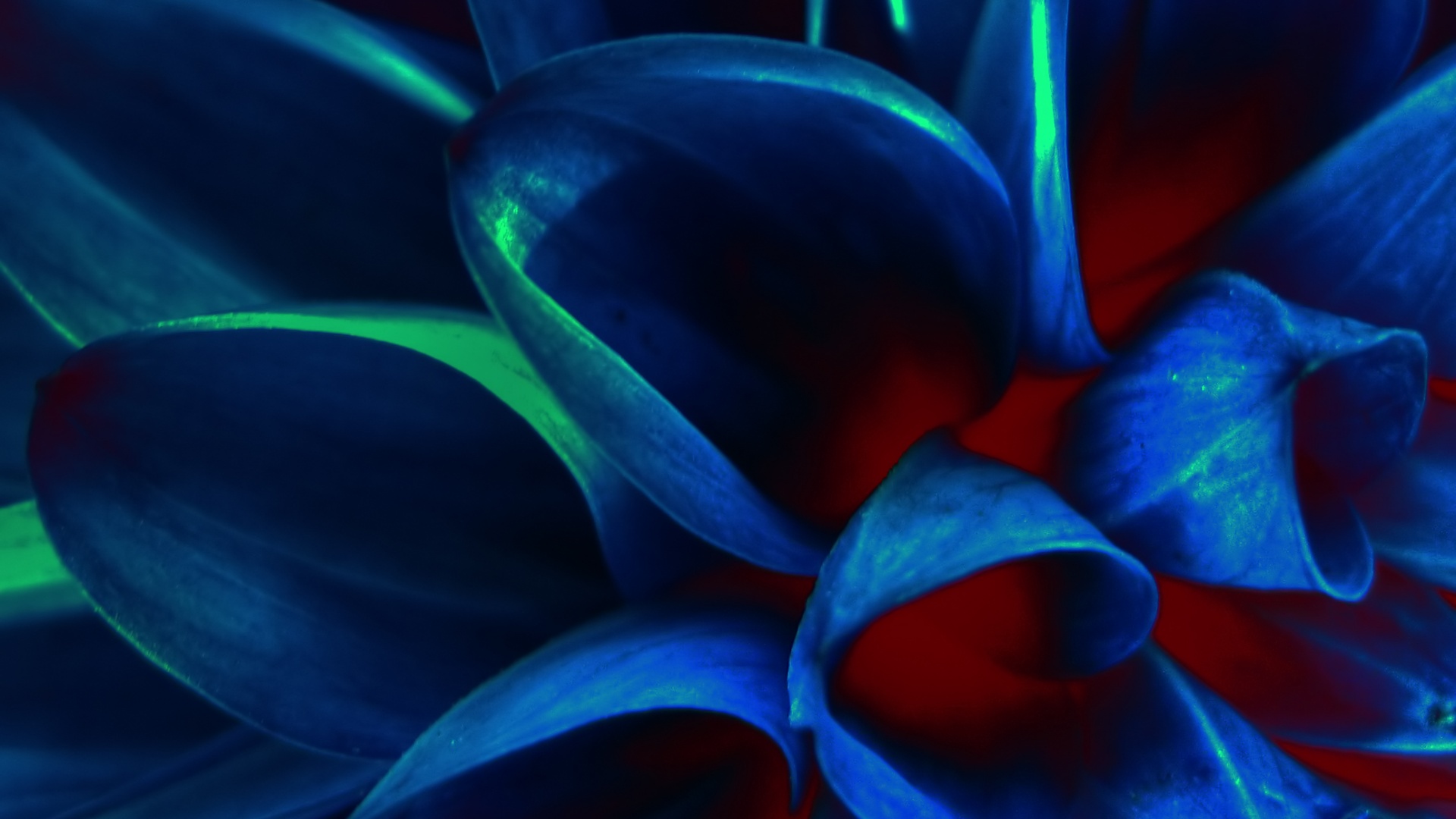 Лепестки обои