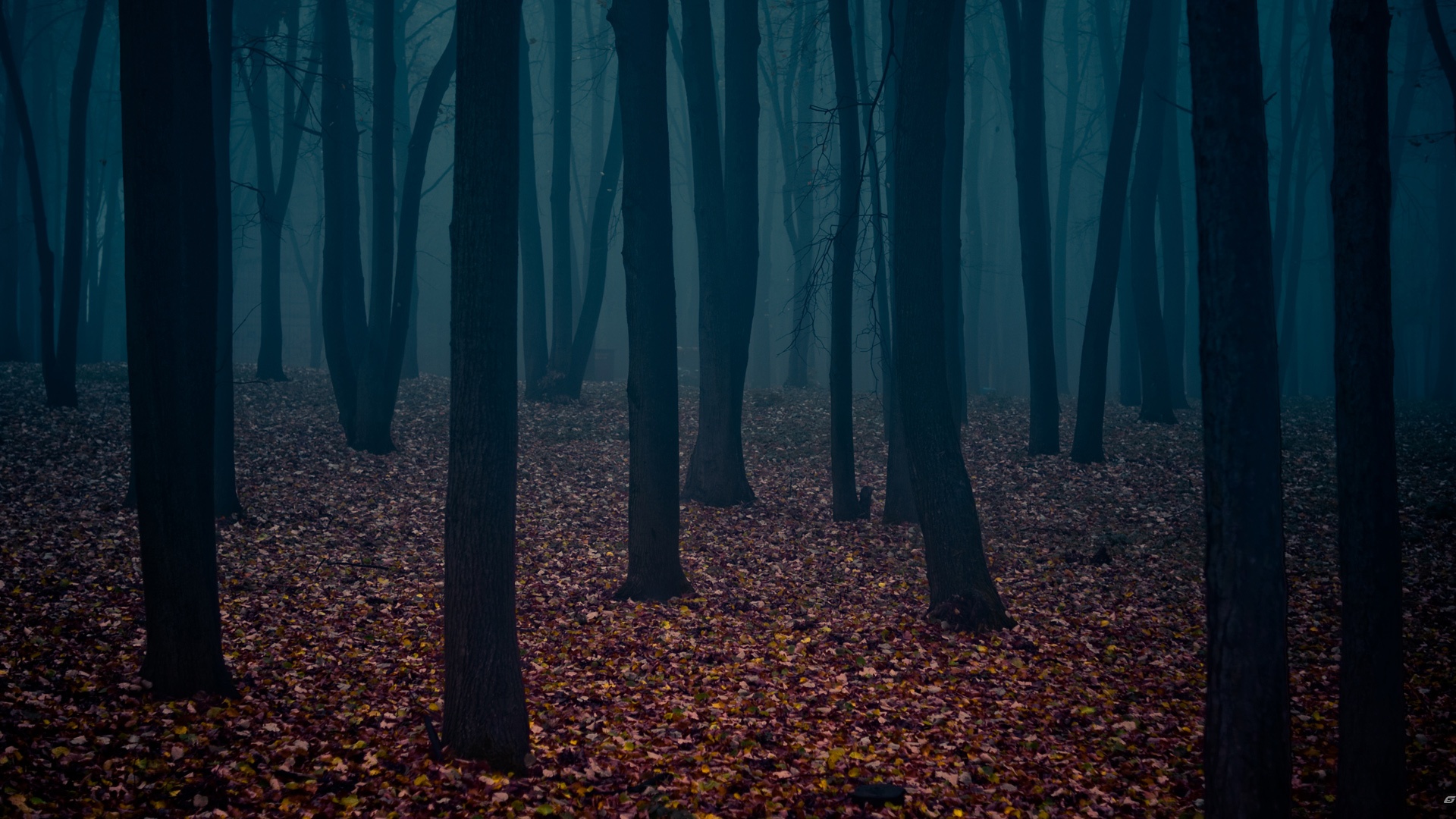 Таинственный лес обои