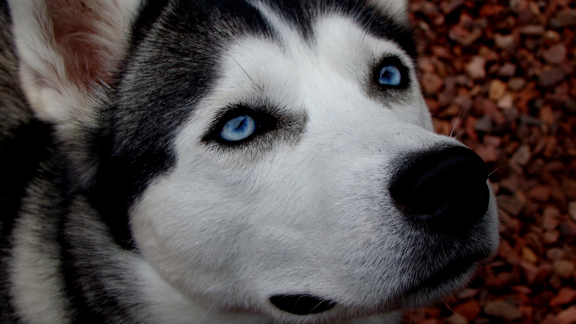 Собака хаски обои