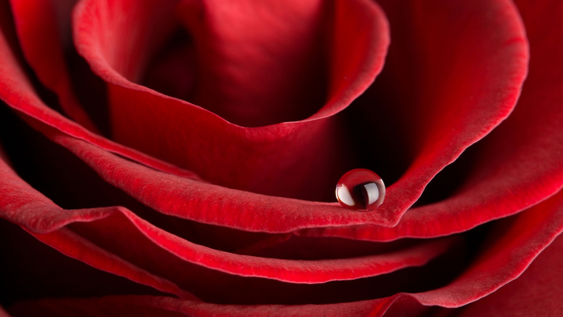 Капля воды на лепестке розы обои