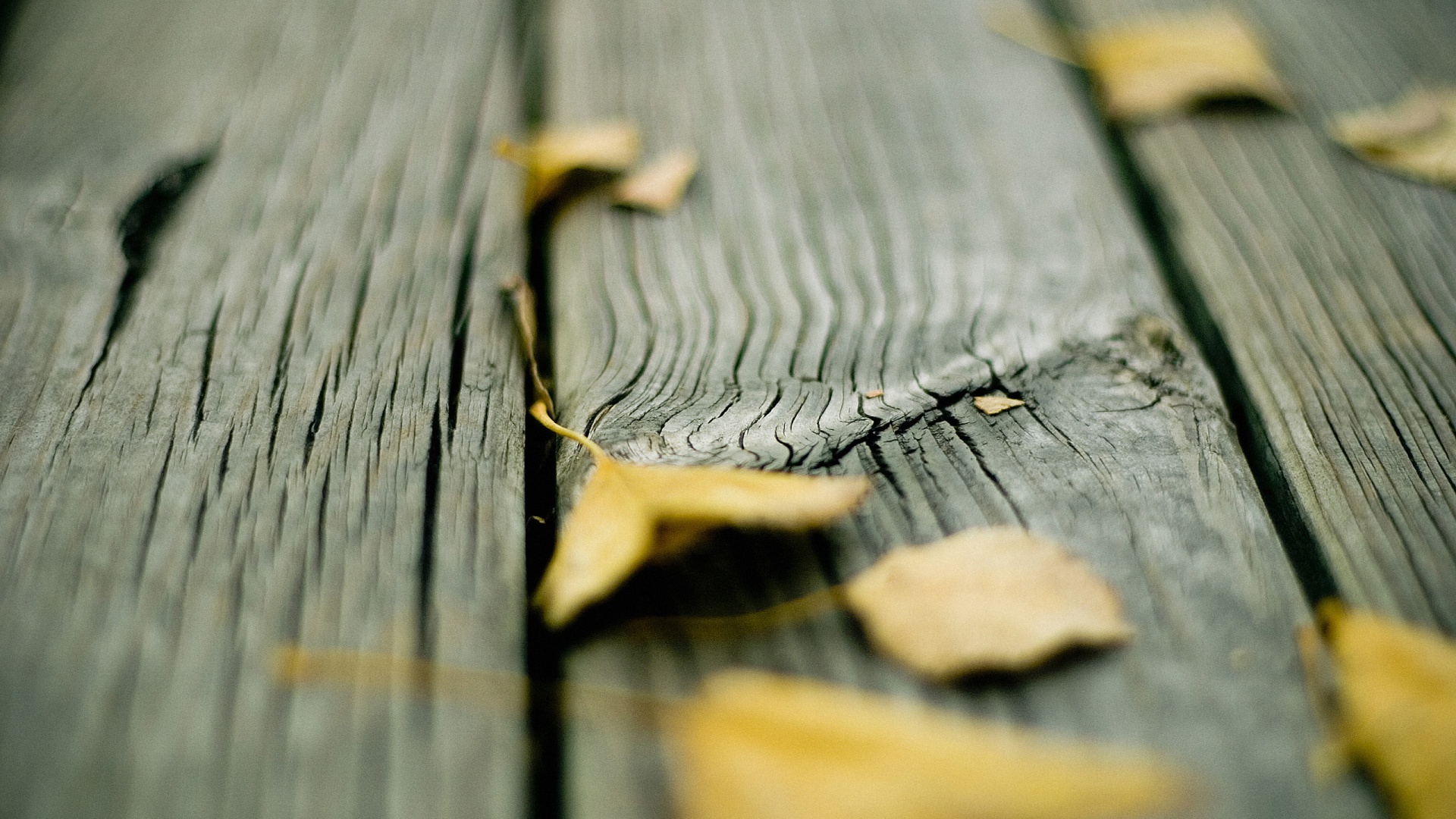 Листья на дощатом полу обои