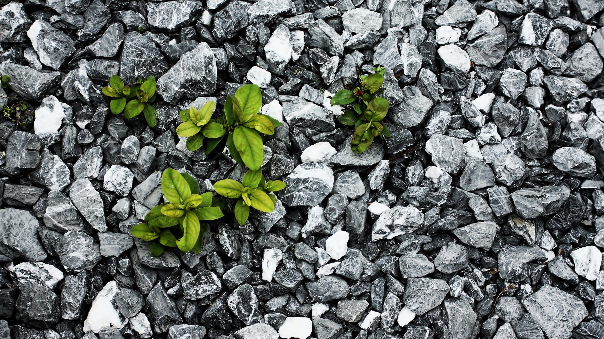 Цветы среди камней обои