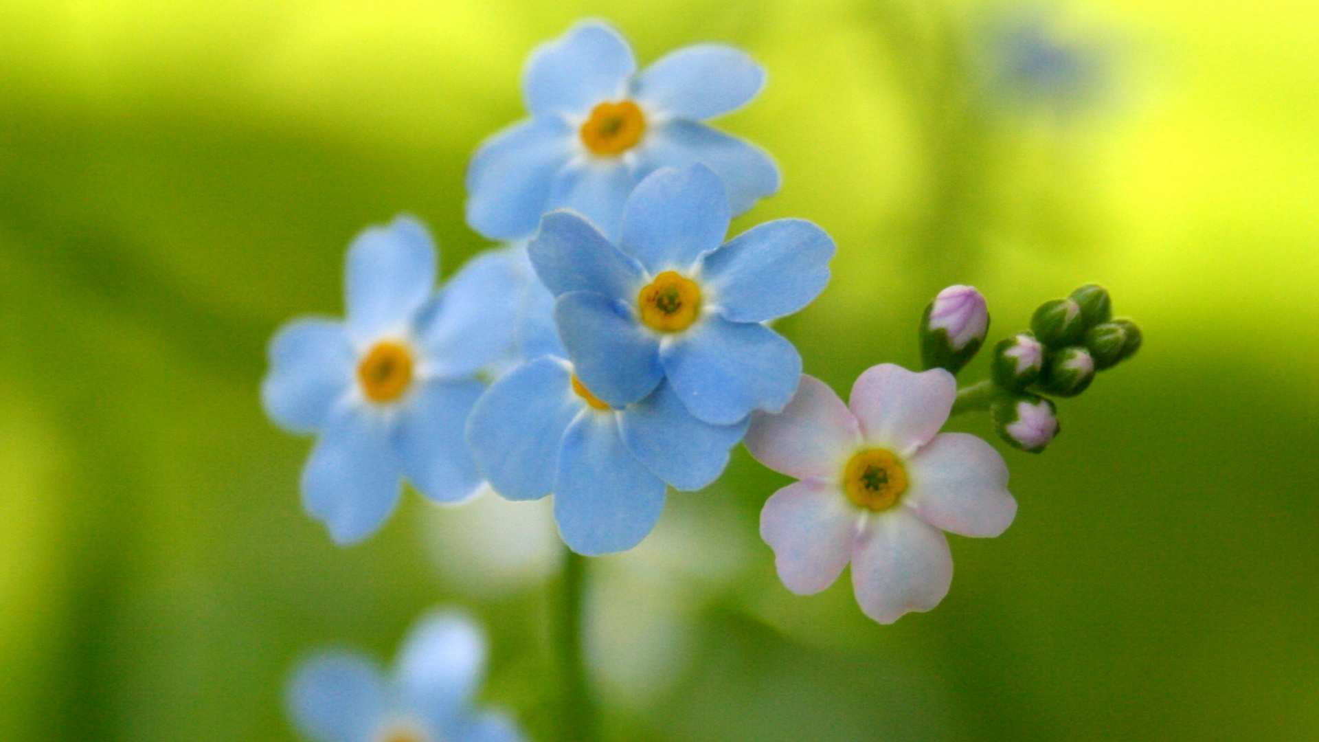 Обои цветов обои