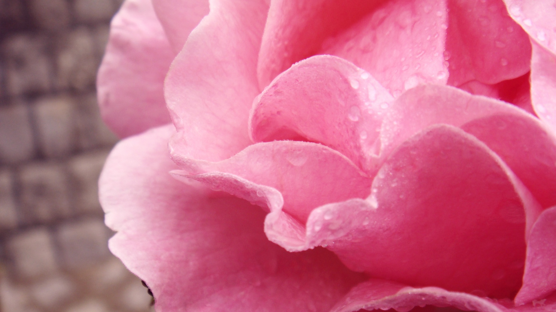 Уличная роза обои