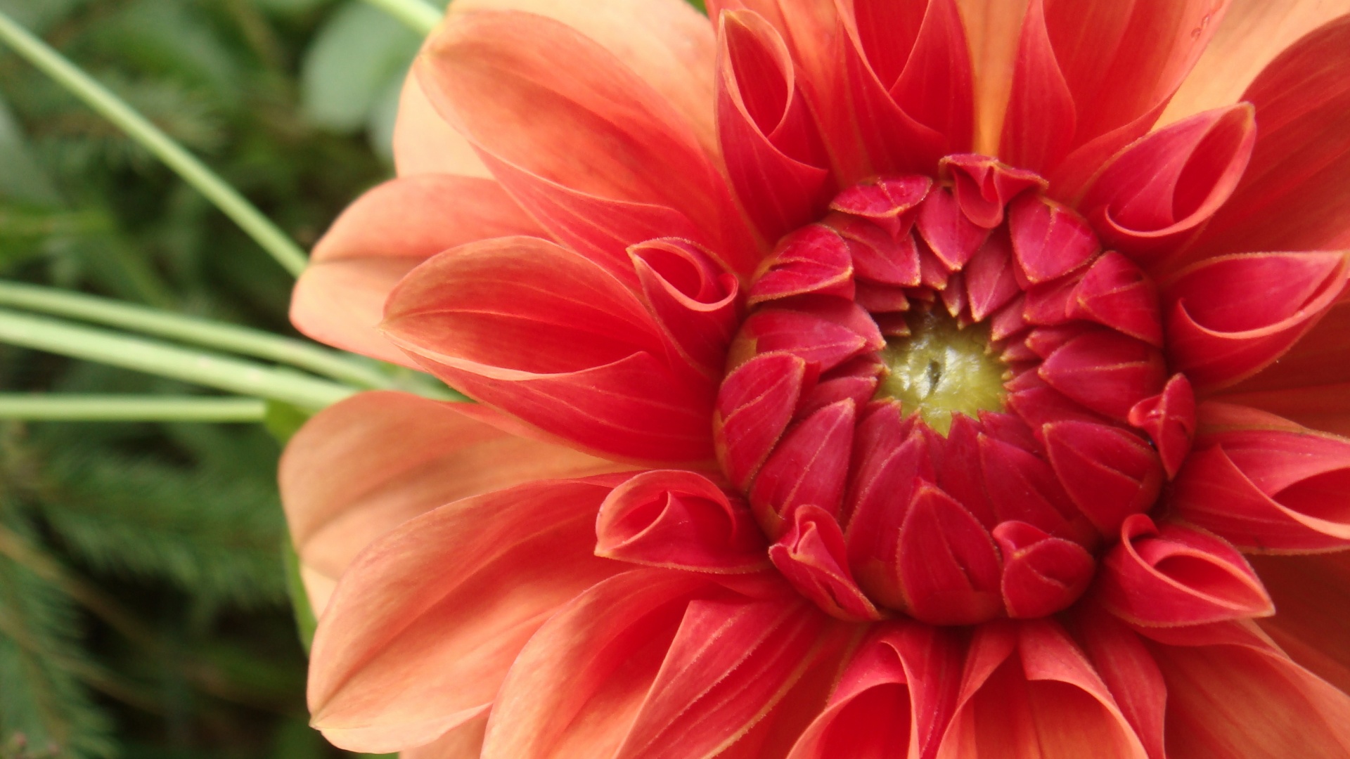 Аленький цветочек обои