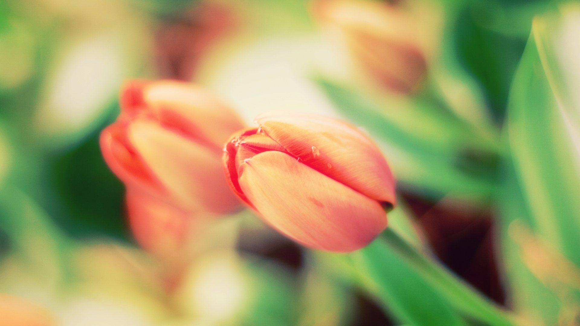 Красивый тюльпан обои