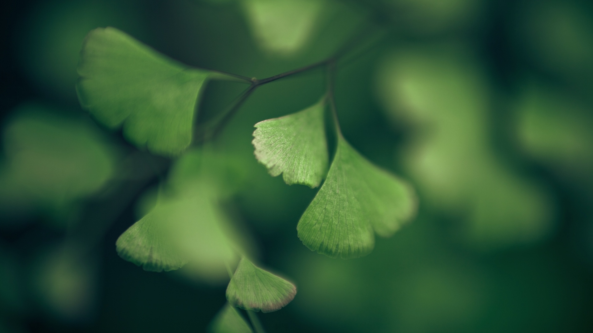 Дикие зеленые листья обои