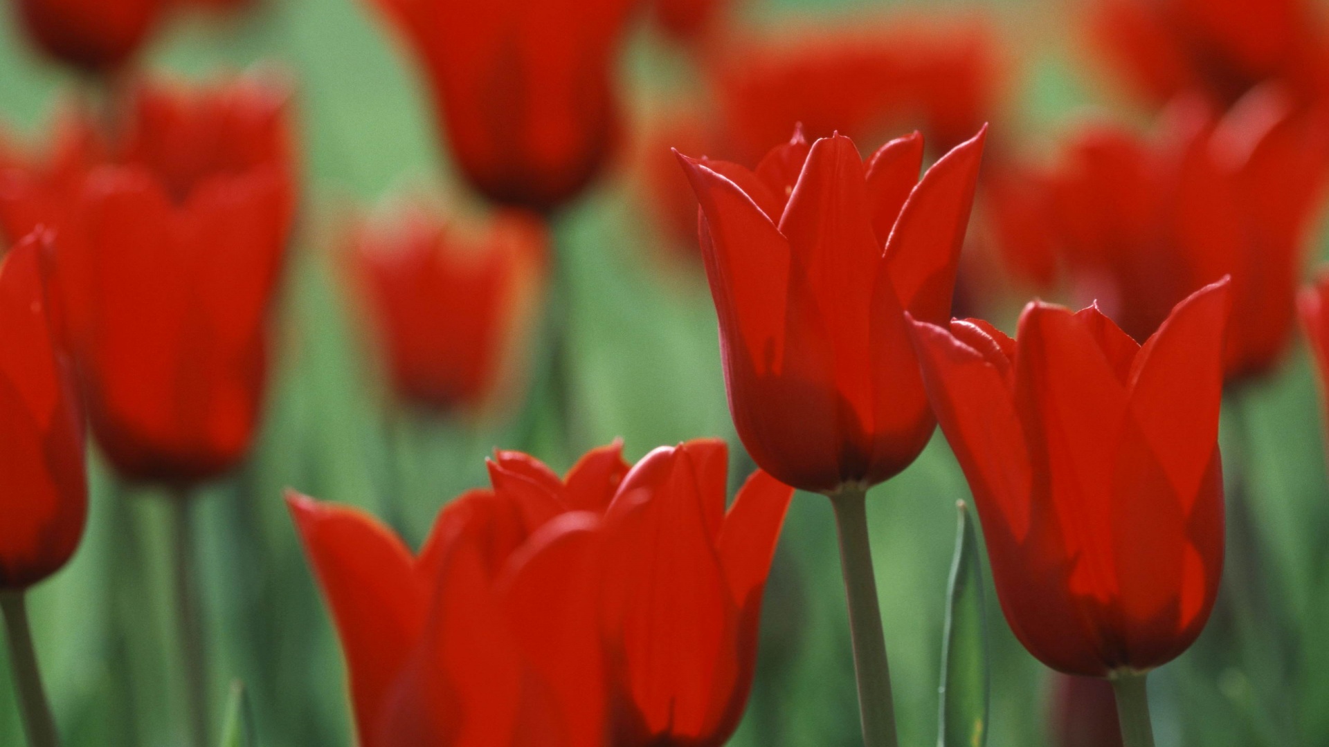 Красные цветы обои