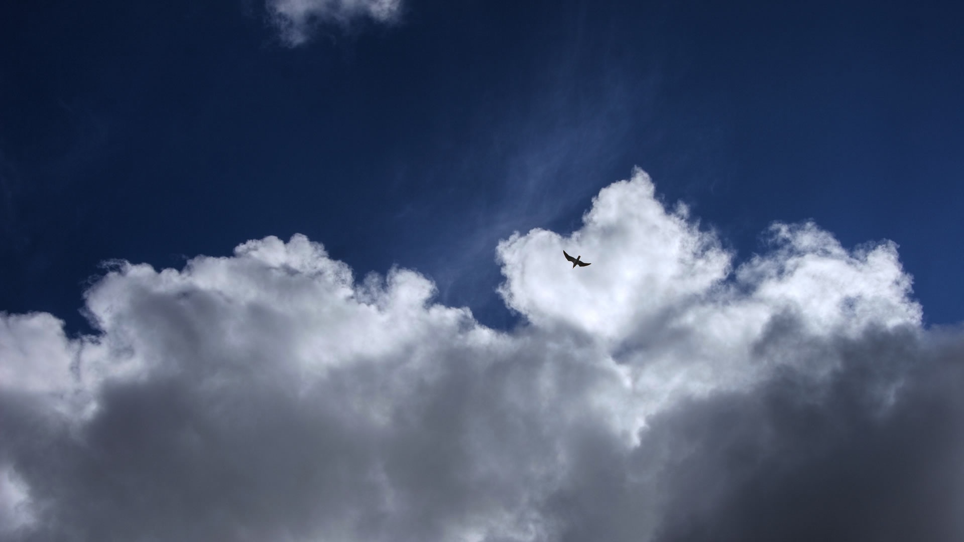 Птица в небе обои