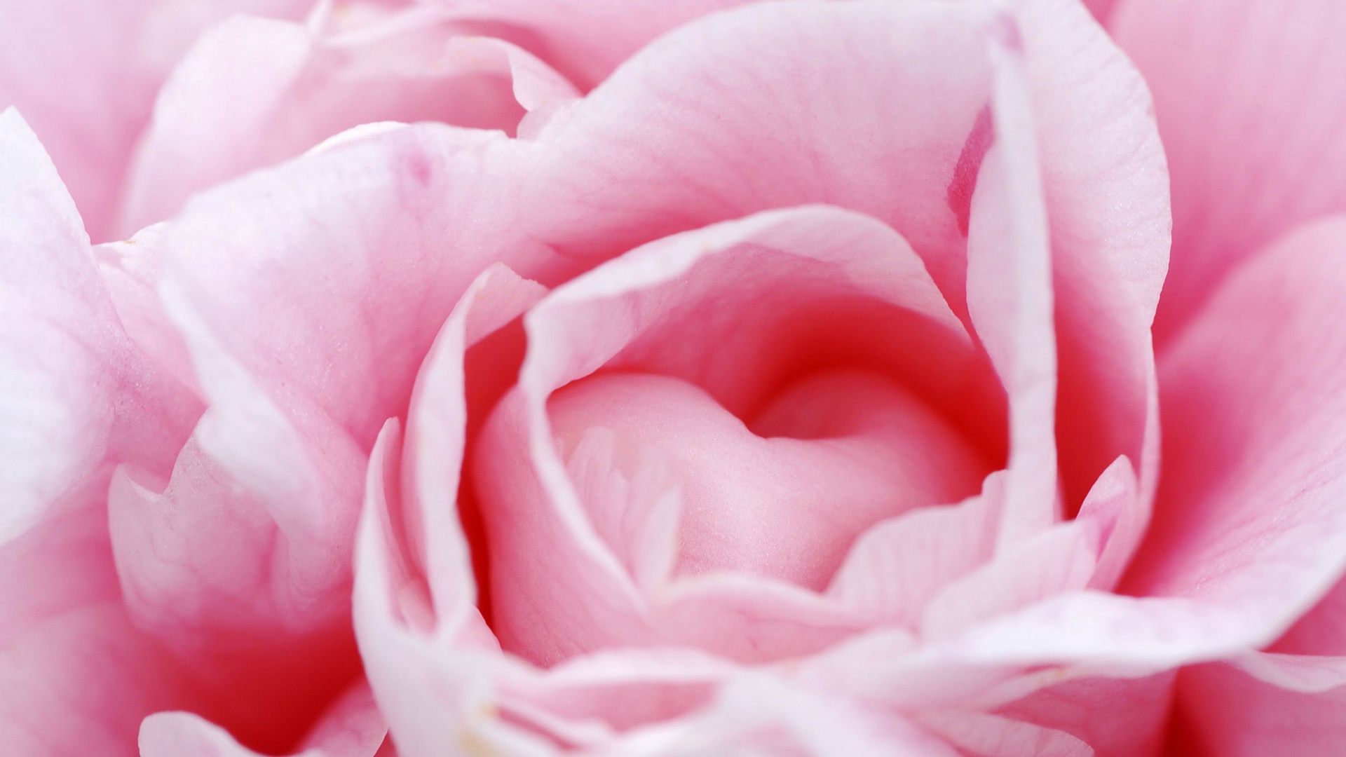 Розовый цветок обои