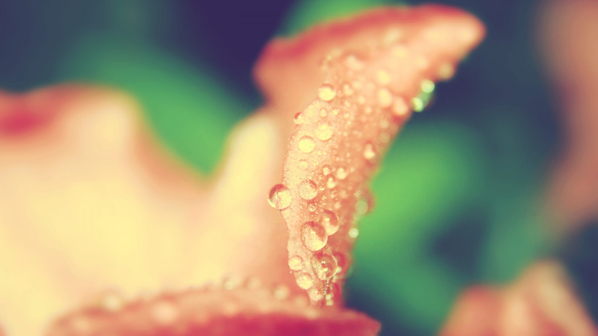 Капли росы на лепестке обои