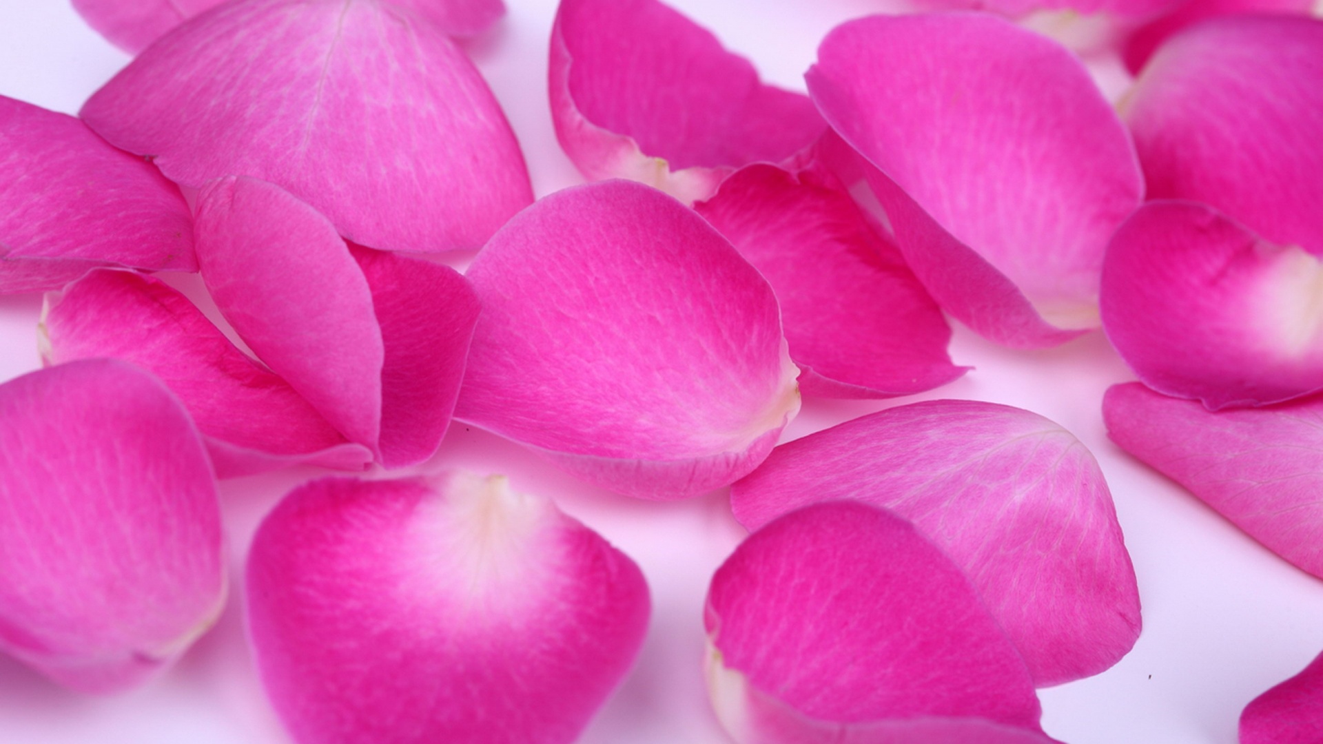 Лепестки розы обои