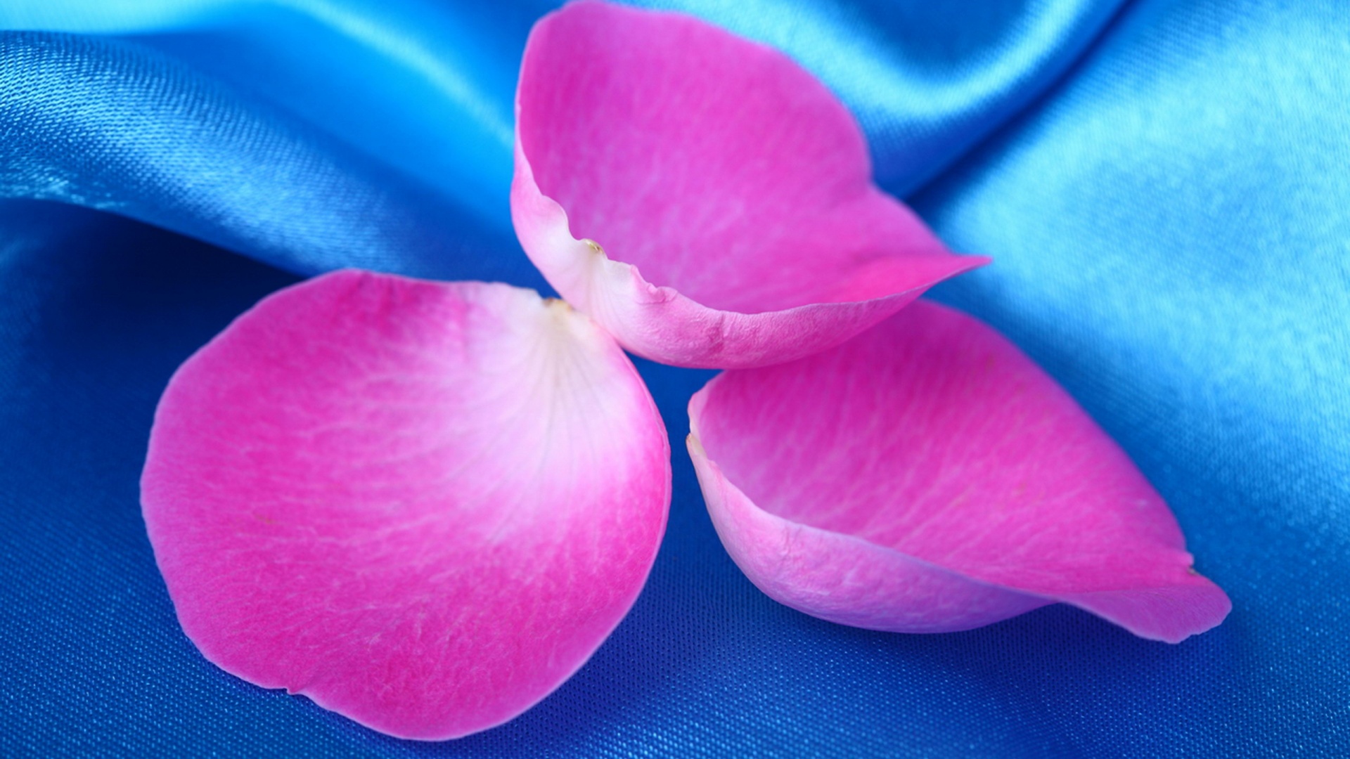 Лепестки розы на голубой ткани обои