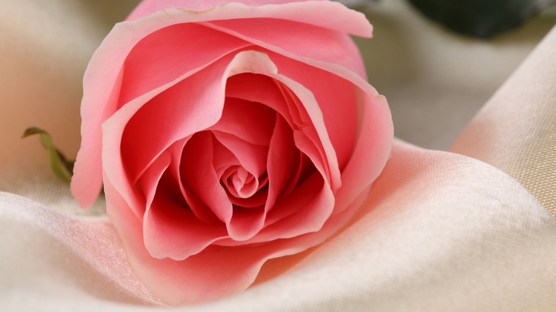 Нежная роза обои