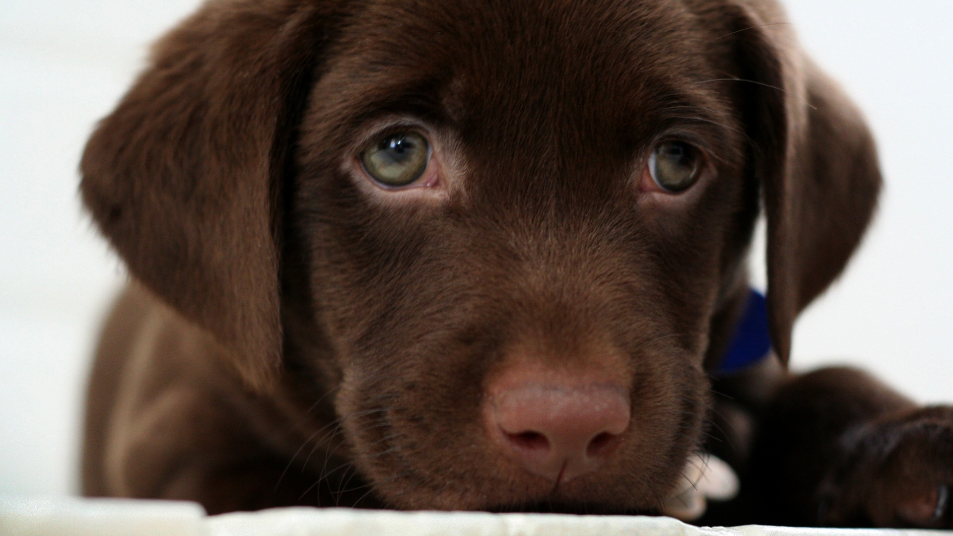 Пушистый шоколадка обои