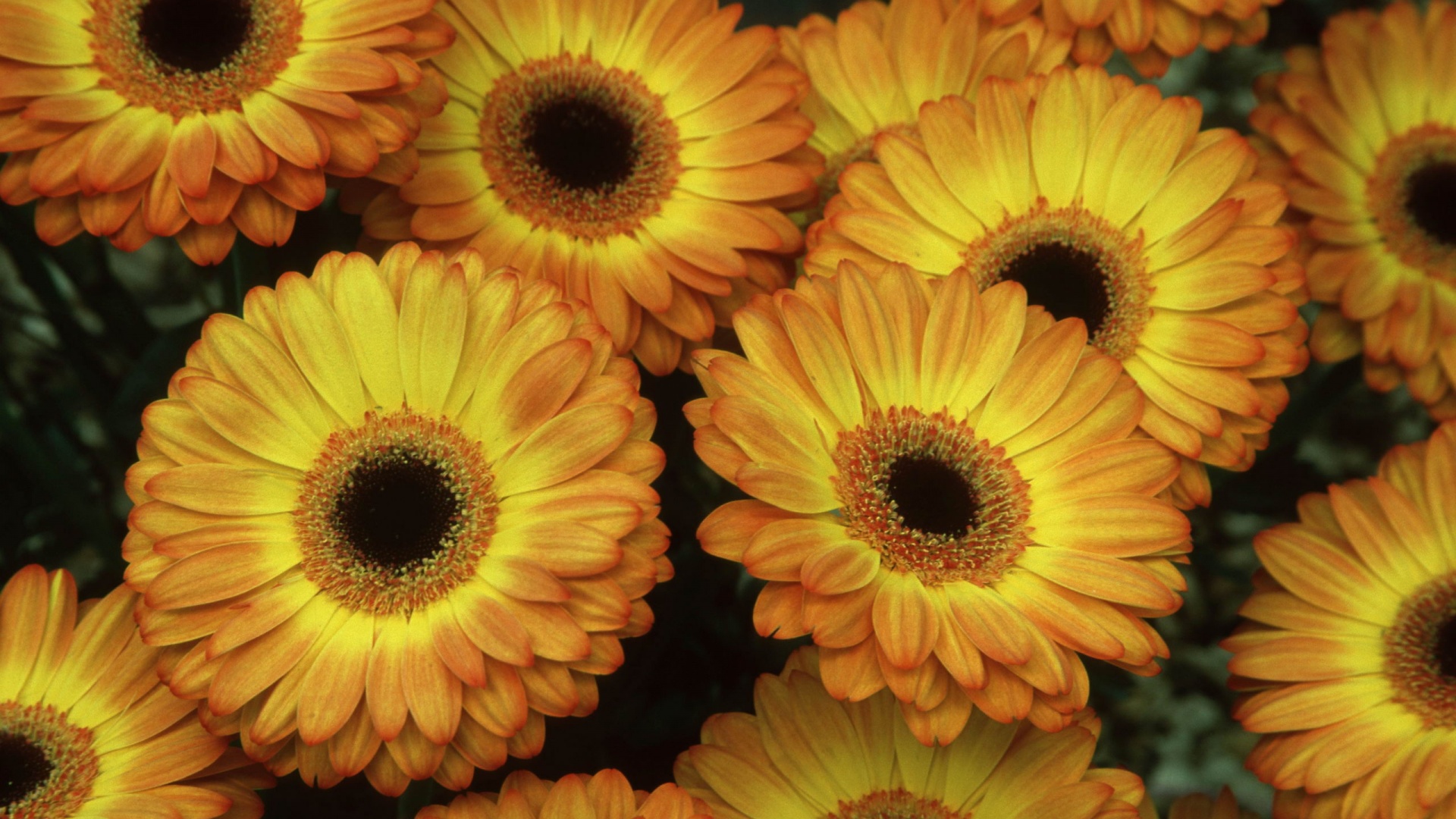 Желтые герберы обои