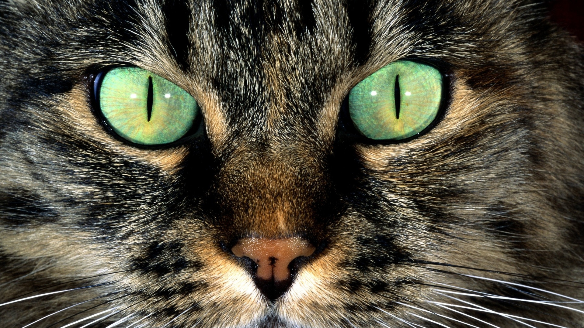 Кошачья морда обои