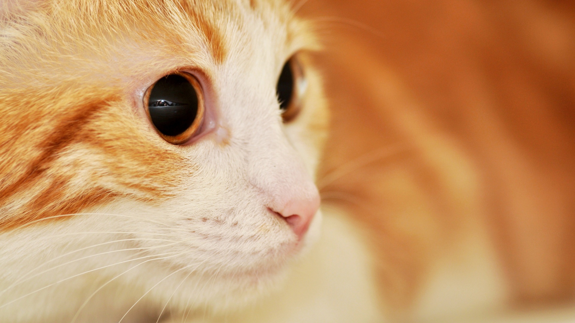 Кот с большими глазами обои