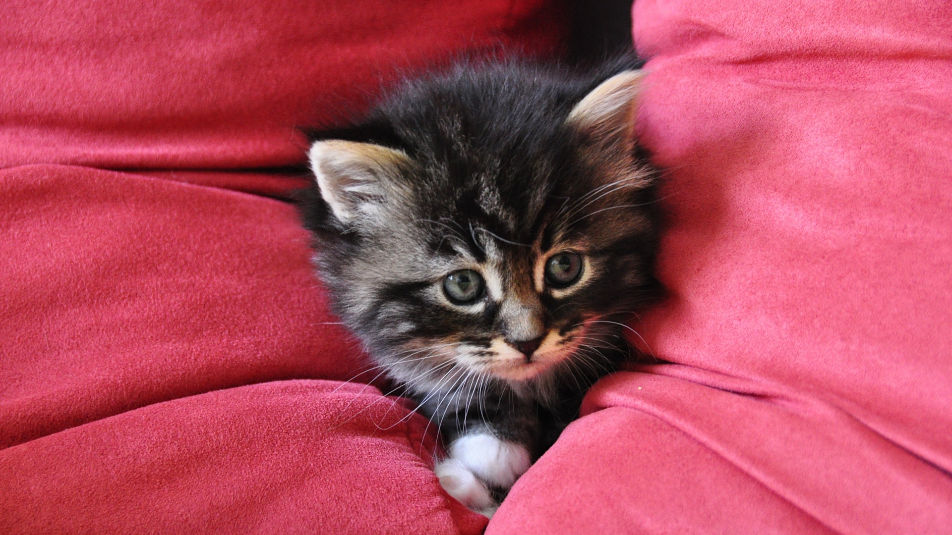 Котенок в подушках обои