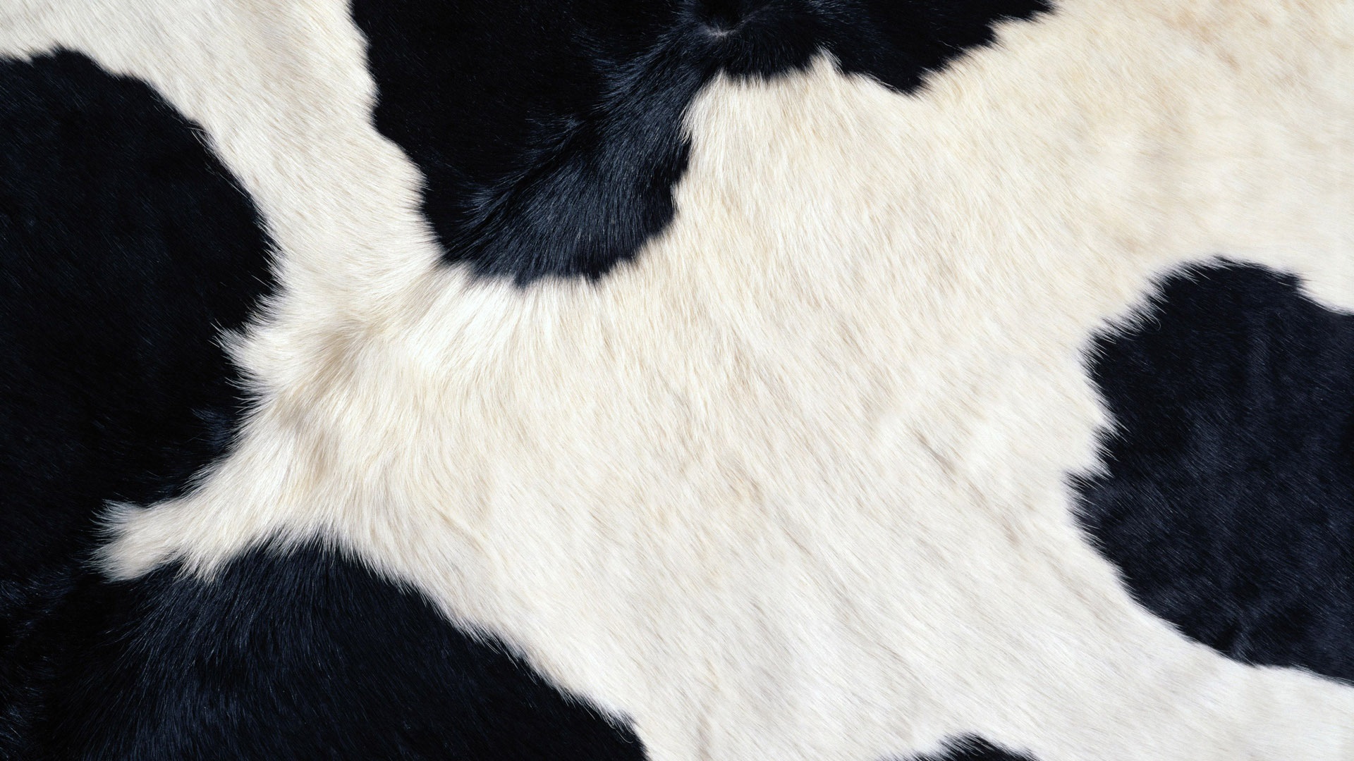 Шкура коровы обои