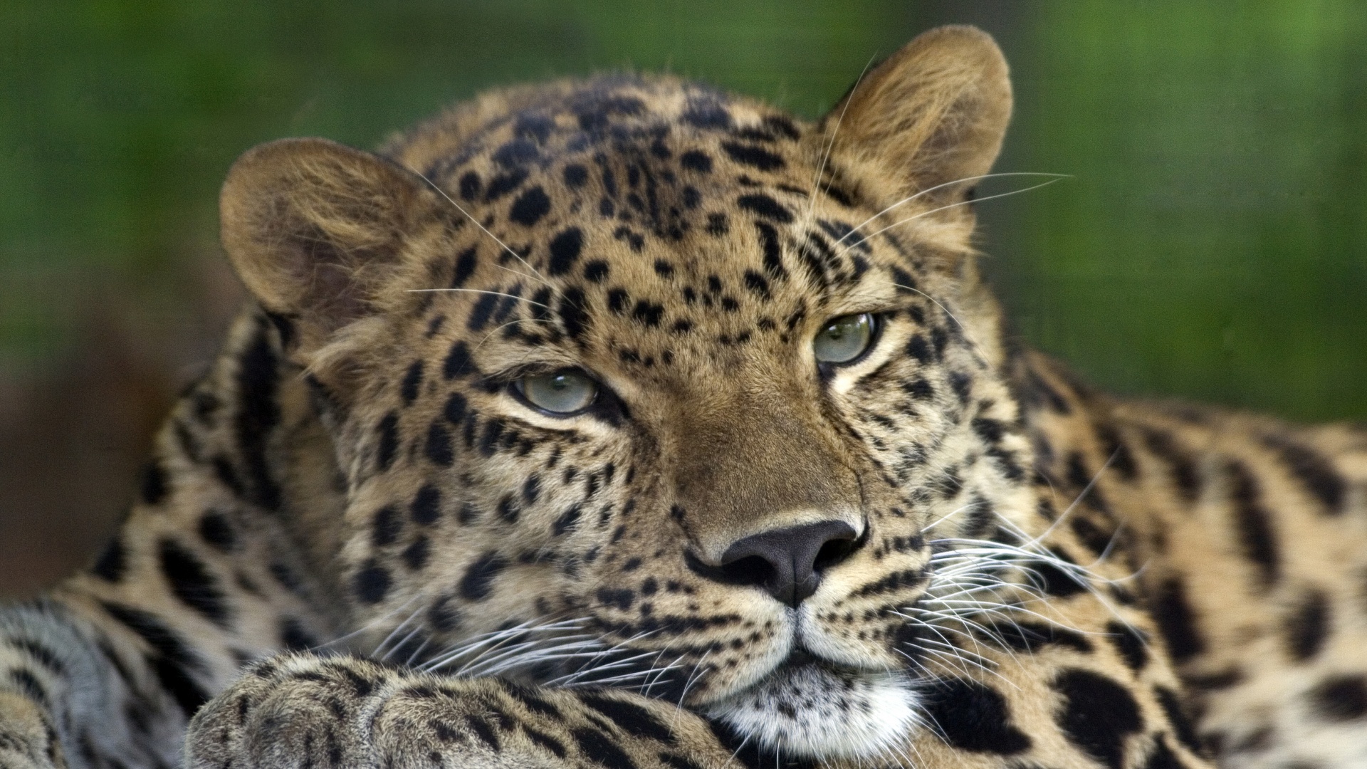 Злопасный ягуляр обои