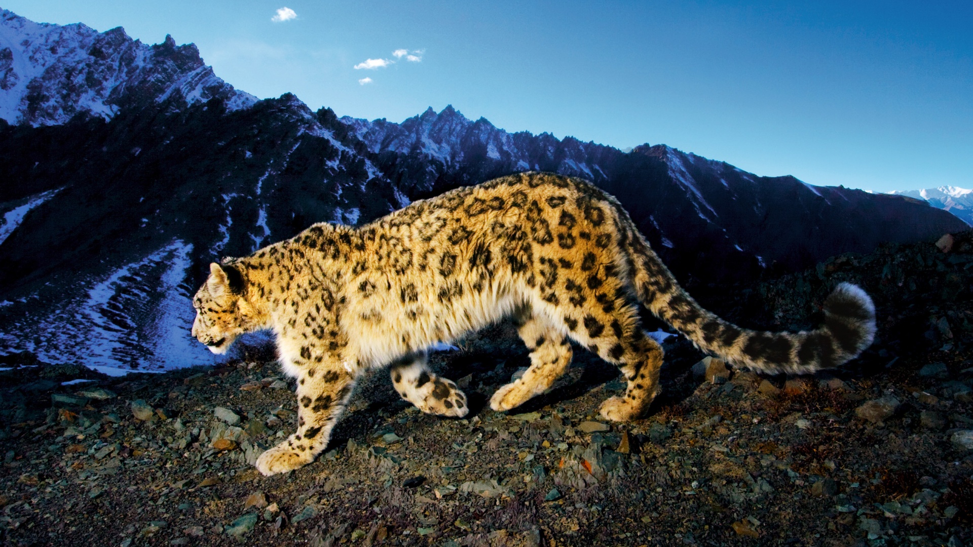 Леопард обои