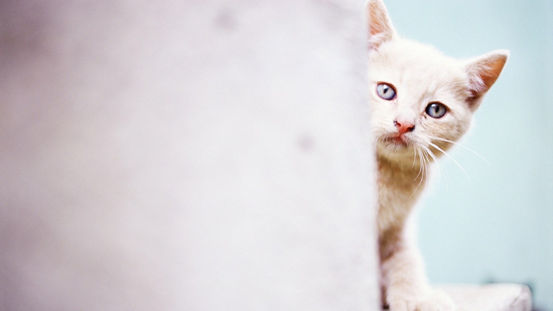 Котик из-за угла обои