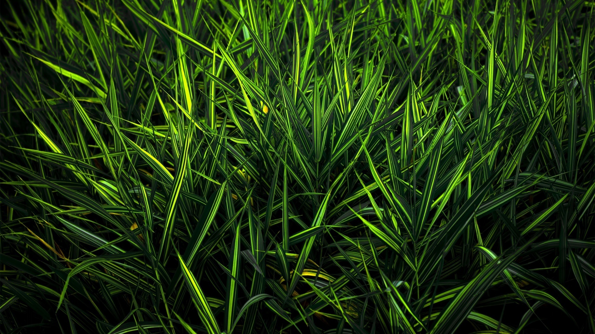 Дикая трава обои