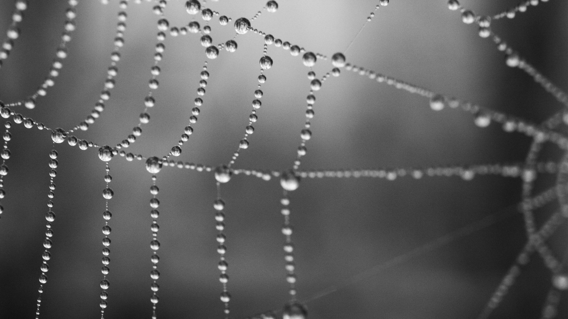 Капли на паутине обои