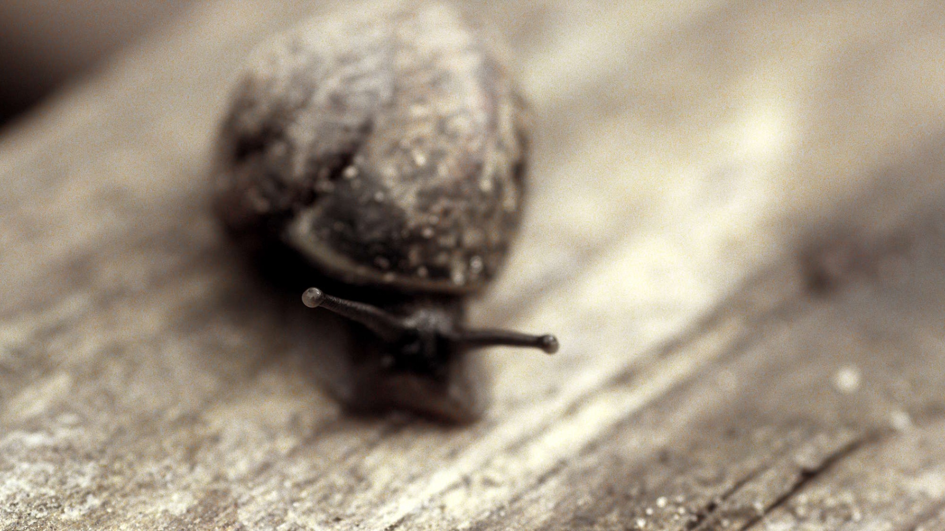 Улитка на ветке обои