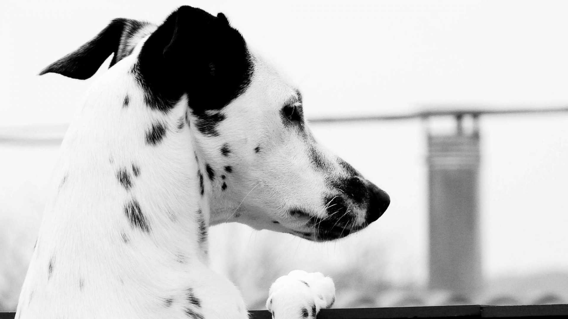 Долматинец смотрит вдаль обои