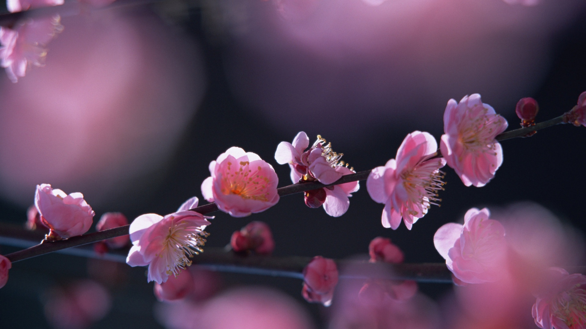 Цветущая вишня обои