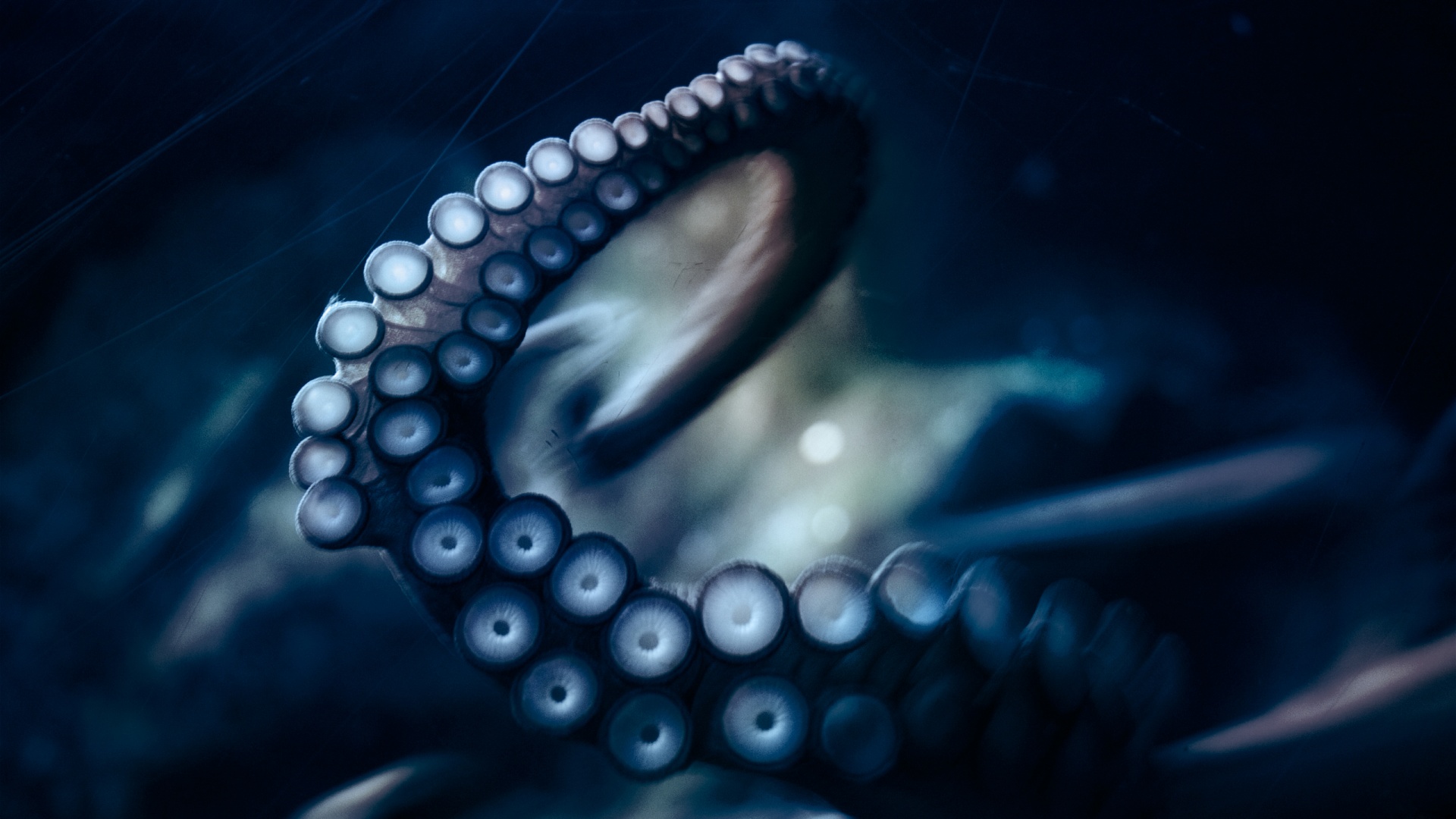 Щупальце обои