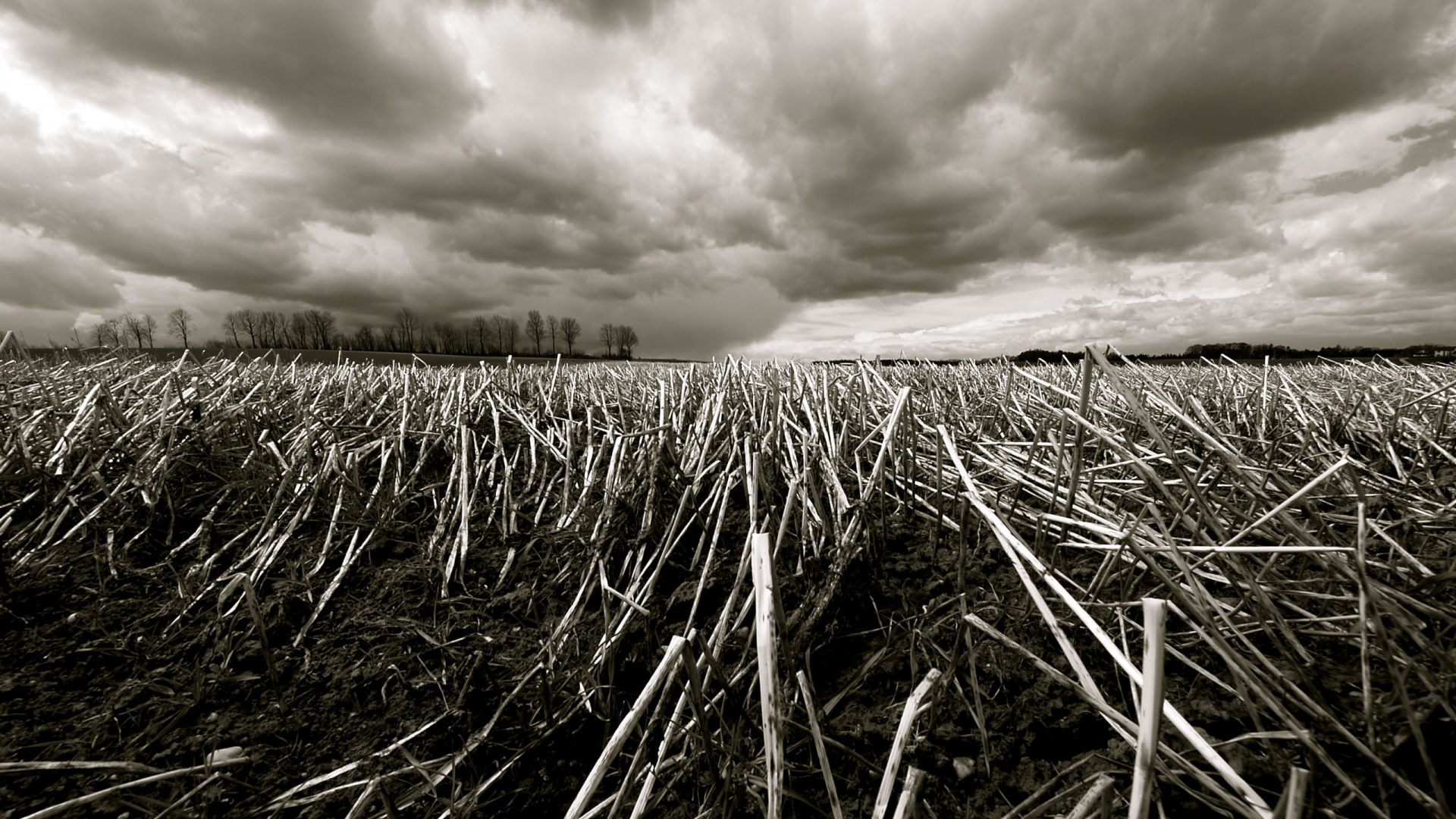 Убранное поле обои