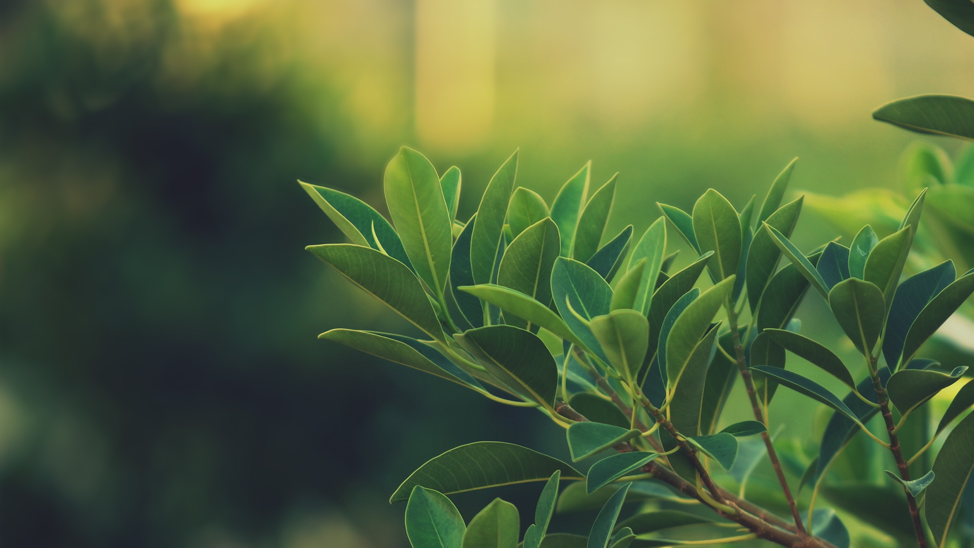 Листья обои