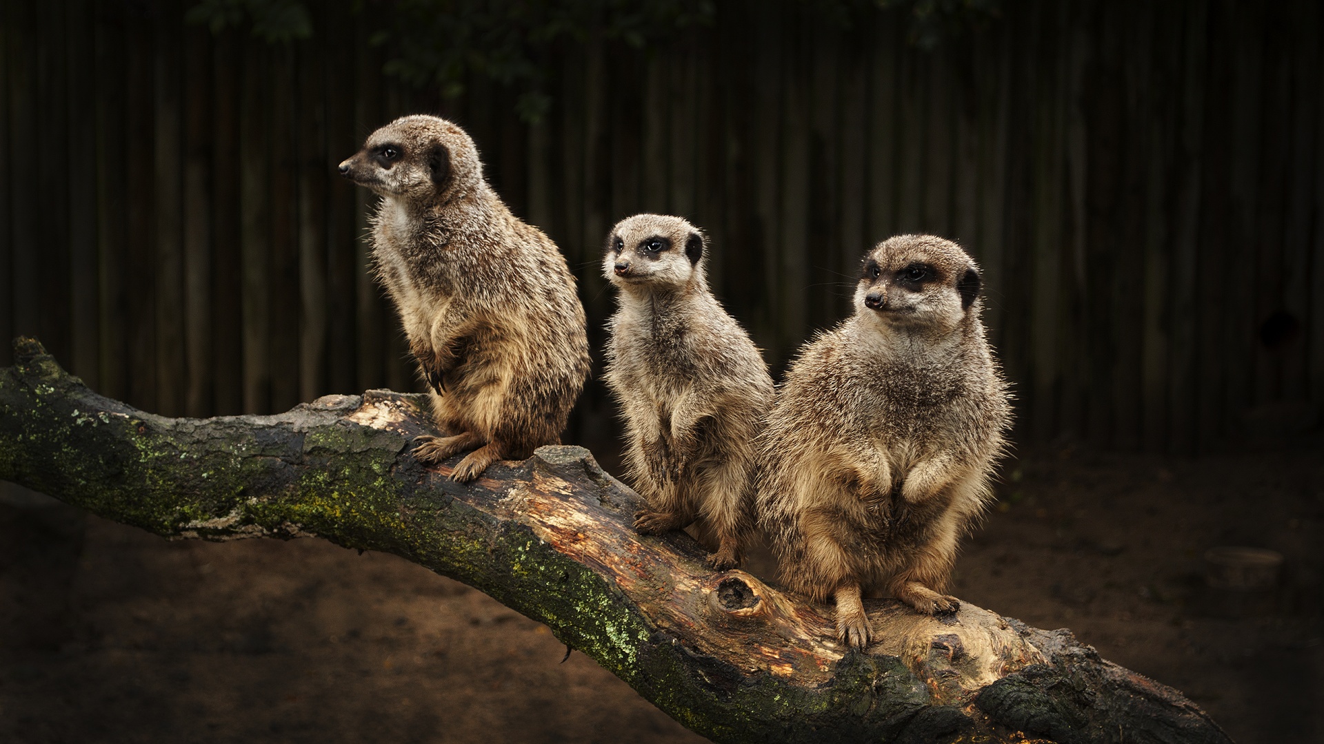 В дозоре обои