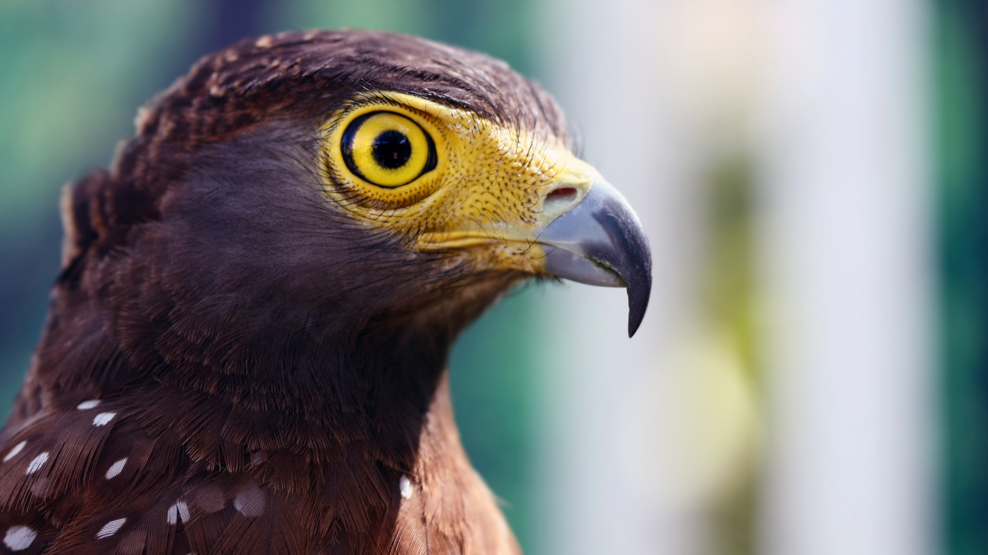 Взгляд орла обои