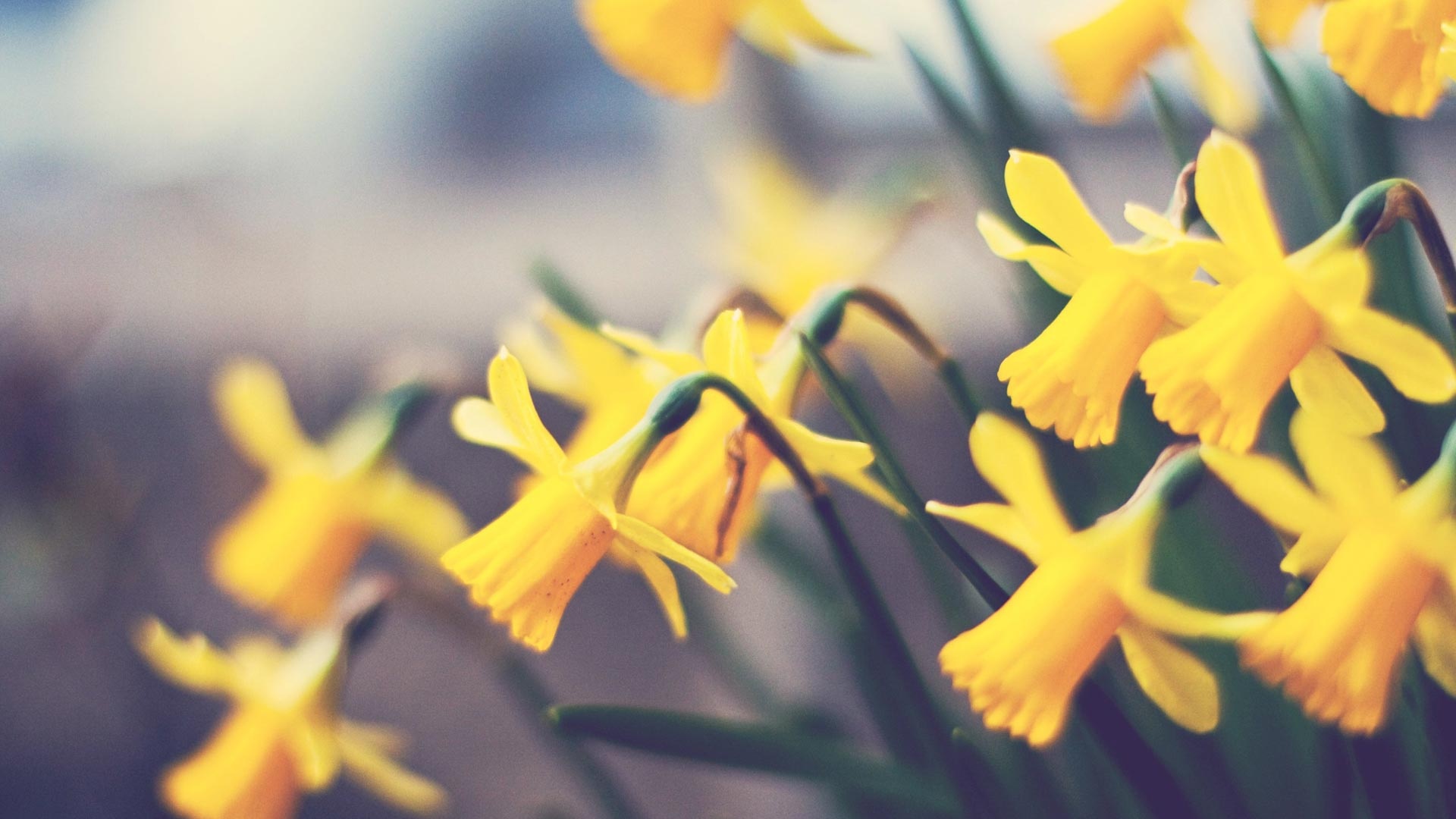 Нарциссы обои