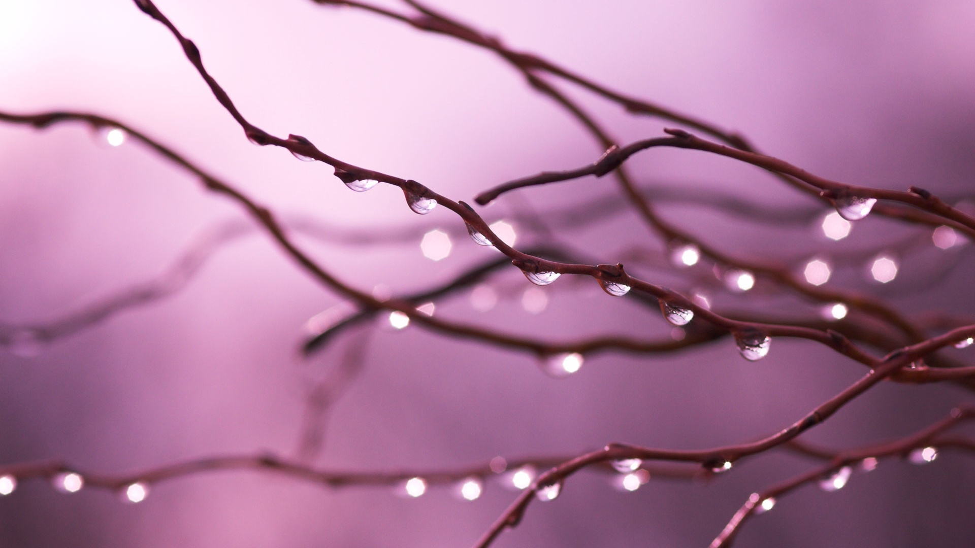 Капли на ветке обои