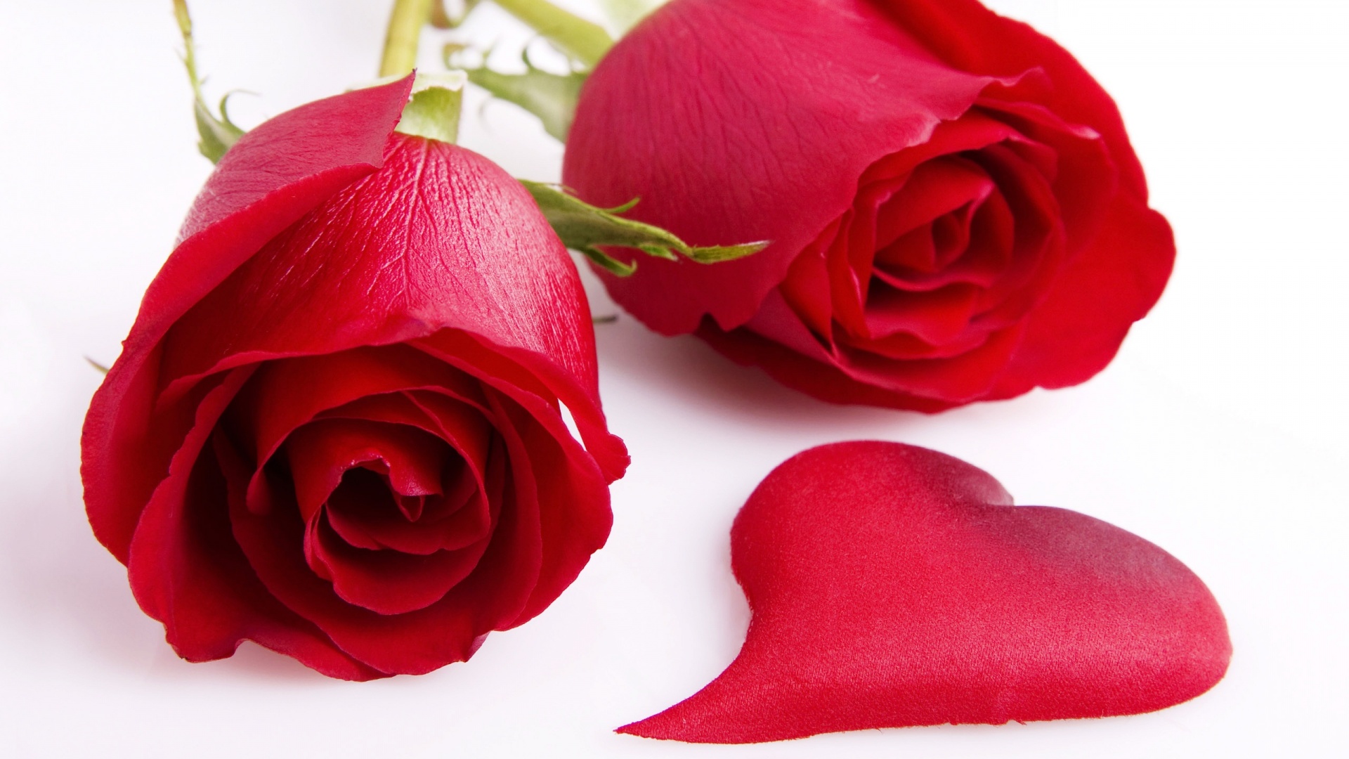 Две красные розы обои