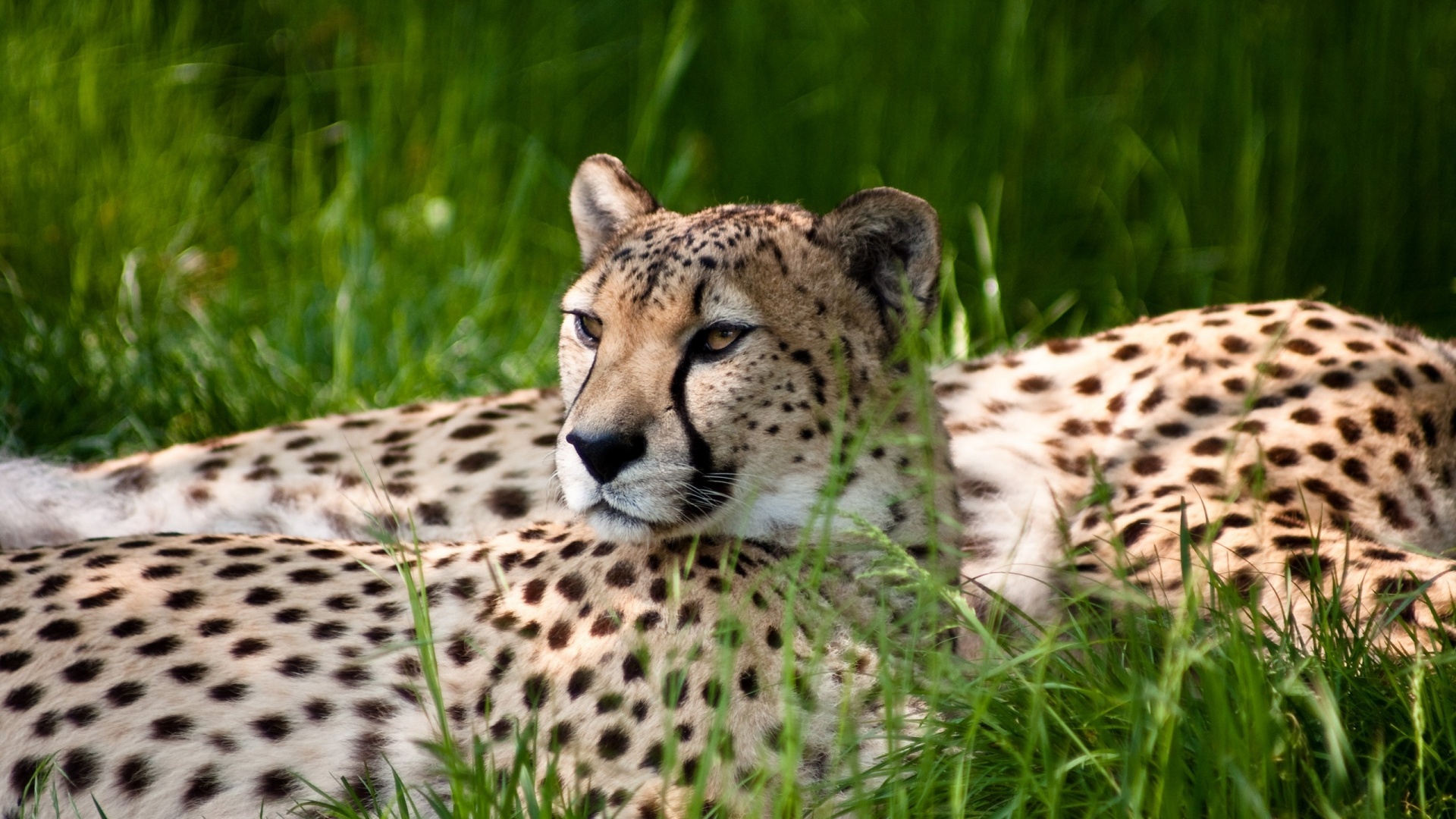Два изящных гепард в природе обои