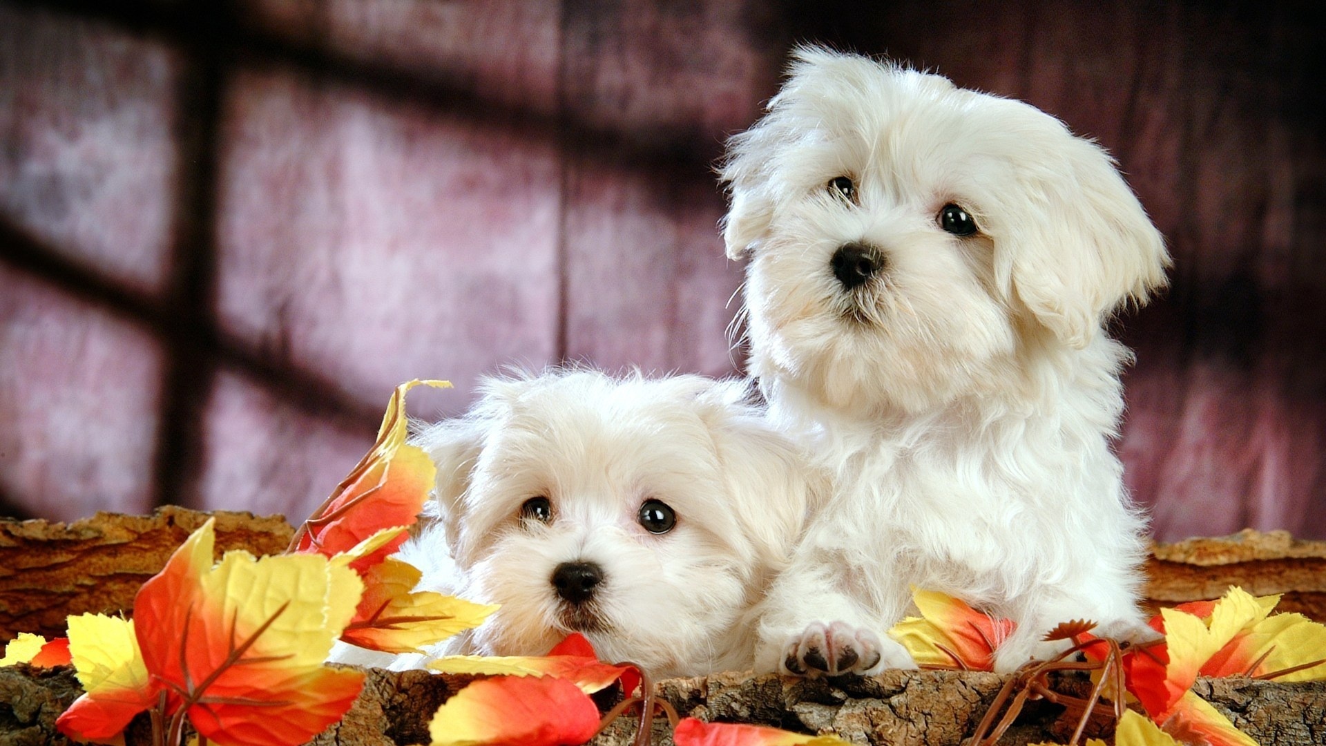 Два белых и пушистых пёсика  обои